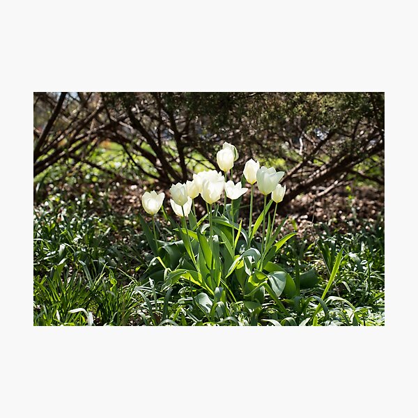 Item preview, Focused on Glowing White Tulips designed and sold by Georgia Mizuleva.