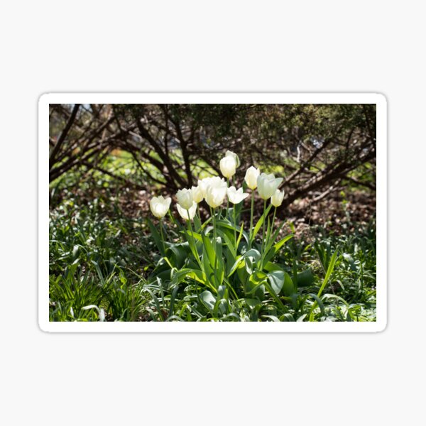 Item preview, Focused on Glowing White Tulips designed and sold by Georgia Mizuleva.
