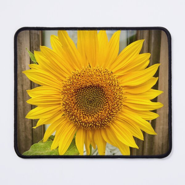 Item preview, Giant Sunflower designed and sold by Bammphoto.