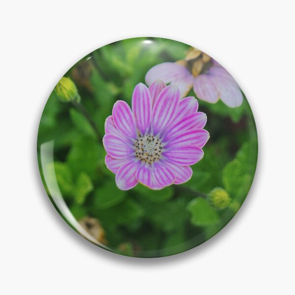 Item preview, Dimorphotheca Eckionis designed and sold by PicsByTony.