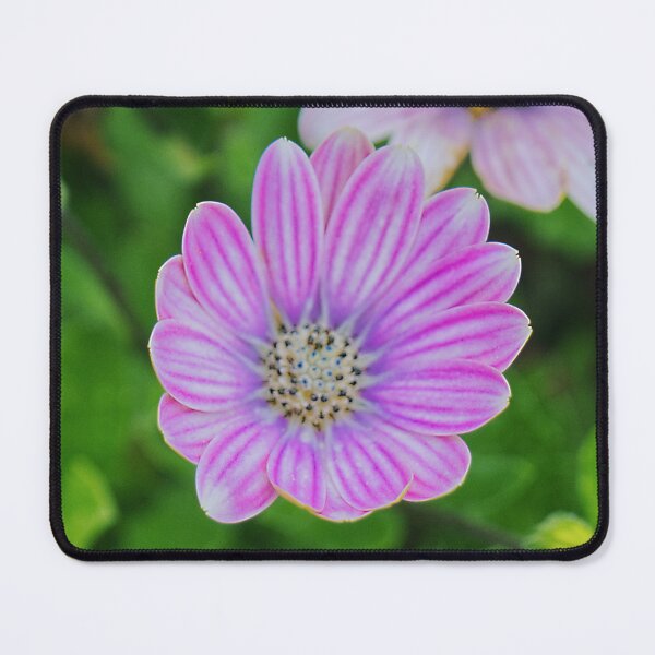 Item preview, Dimorphotheca Eckionis designed and sold by PicsByTony.