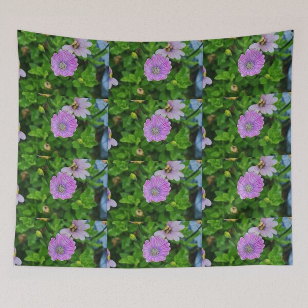 Item preview, Dimorphotheca Eckionis designed and sold by PicsByTony.