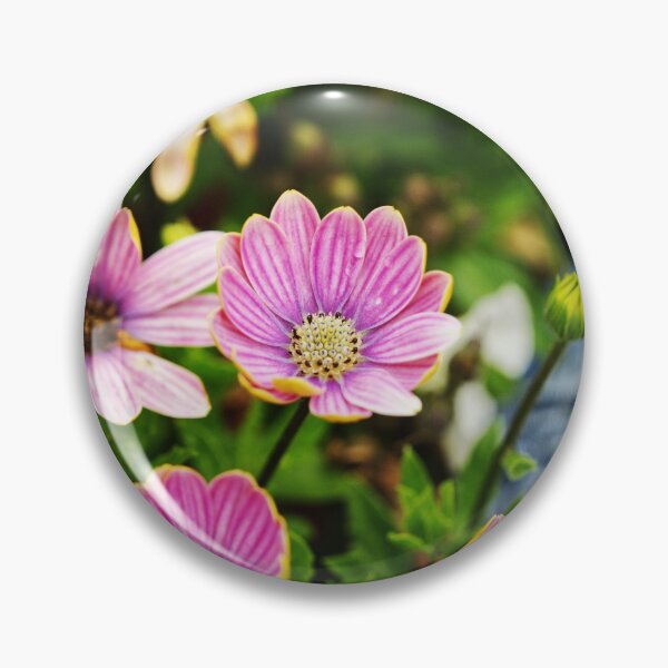 Item preview, Dimorphotheca Eckionis designed and sold by PicsByTony.