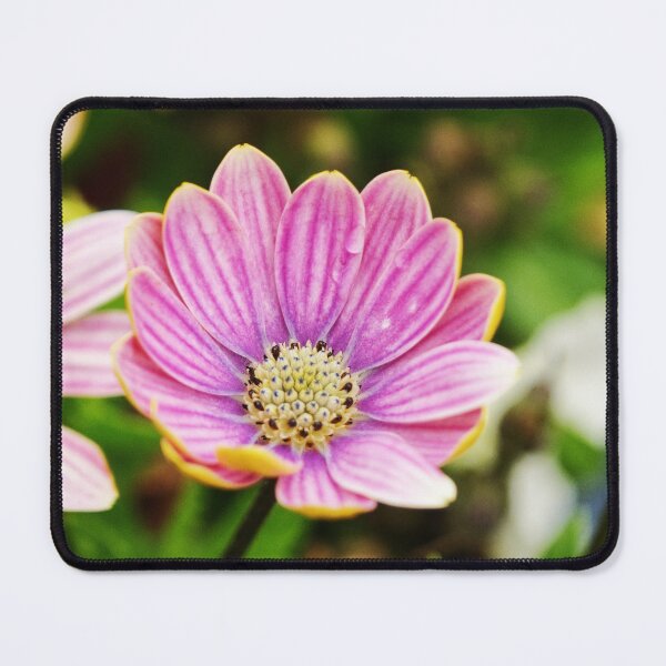 Item preview, Dimorphotheca Eckionis designed and sold by PicsByTony.