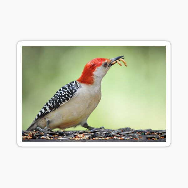 Item preview, Flicker with mealworms designed and sold by Laurie Minor.