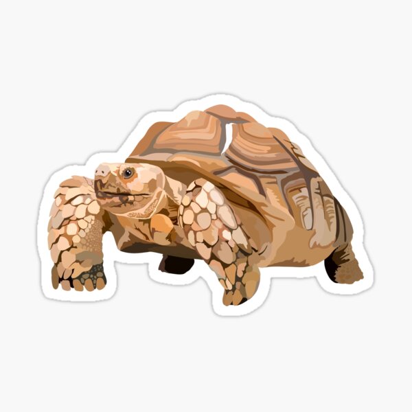 Item preview, S is for Sulcata Tortoise, Sulcata Tortoise Illustration – African Spurred Tortoise Art for Reptile Lovers  designed and sold by PrettylittlepastelUk.