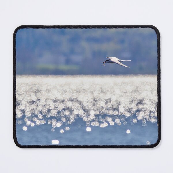 Item preview, The catch, Common Tern designed and sold by Jouko Lehto Photography.