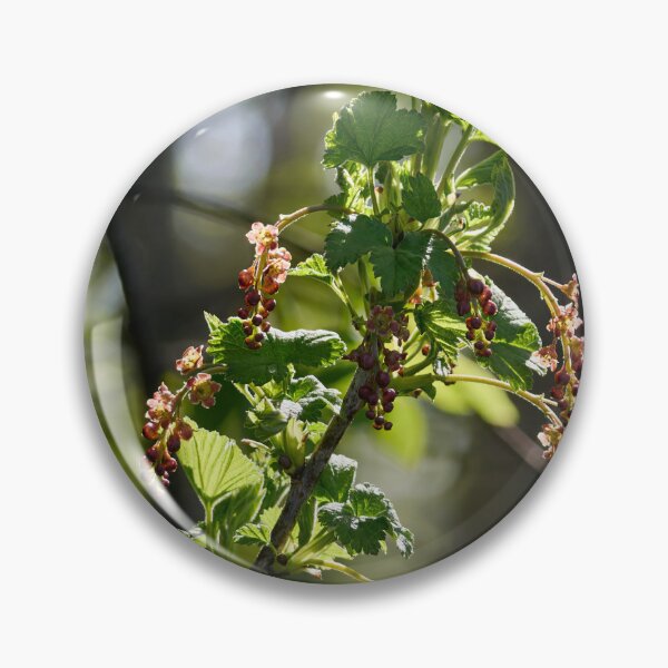 Item preview, Early spring flowers. Redcurrant designed and sold by Jouko Lehto Photography.