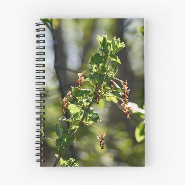 Item preview, Early spring flowers. Redcurrant designed and sold by Jouko Lehto Photography.