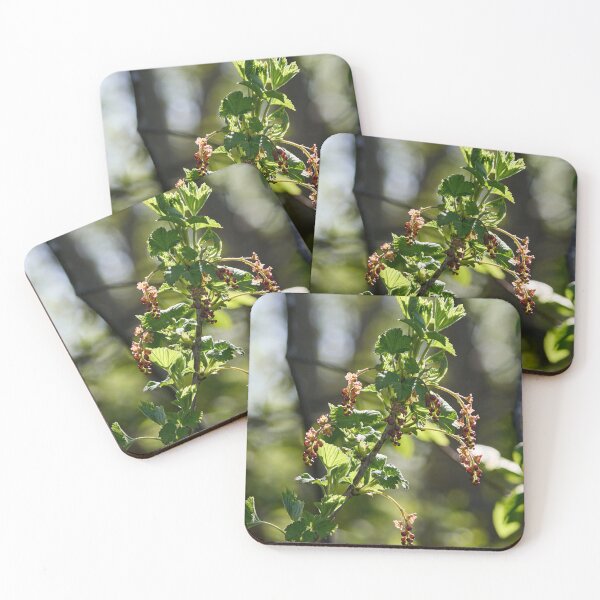 Item preview, Early spring flowers. Redcurrant designed and sold by Jouko Lehto Photography.