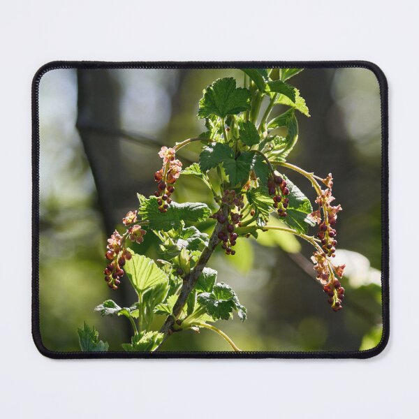 Item preview, Early spring flowers. Redcurrant designed and sold by Jouko Lehto Photography.