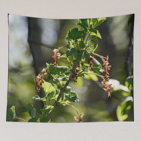 Item preview, Early spring flowers. Redcurrant designed and sold by Jouko Lehto Photography.