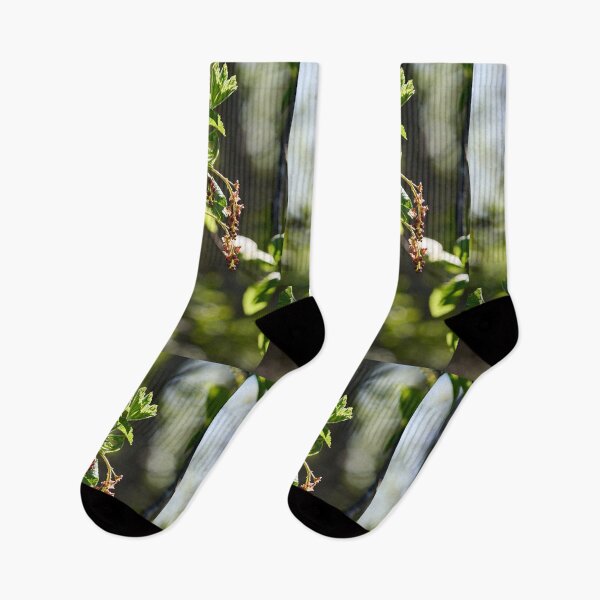 Item preview, Early spring flowers. Redcurrant designed and sold by Jouko Lehto Photography.