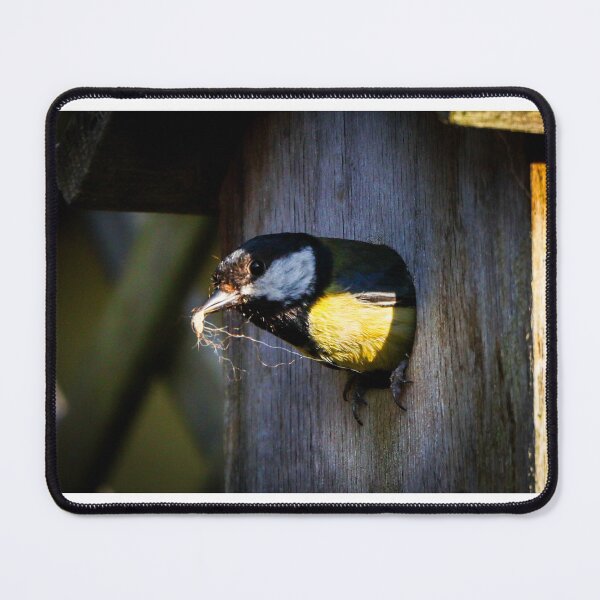 Item preview, Great tit nest building designed and sold by Martin Fenton.