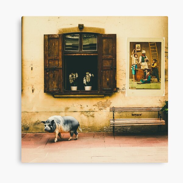 Rustic Italy with an Open Window and a Curious Pig - dePace' Canvas Print