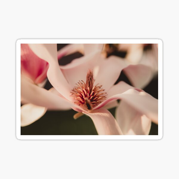 Item preview, Apple blossoms designed and sold by photography5431.