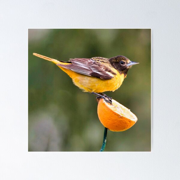 Item preview, Baltimore Oriole in May designed and sold by Victor Kilman.