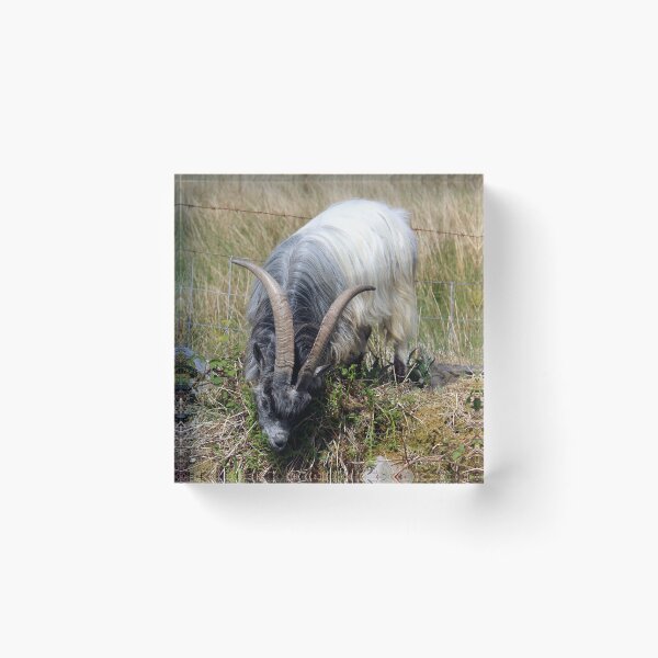 Item preview, goat designed and sold by KathleenDawson.