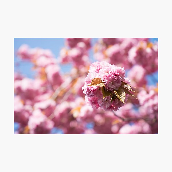 Item preview, Soft Pink Cloud of Cherry Blossoms designed and sold by Georgia Mizuleva.