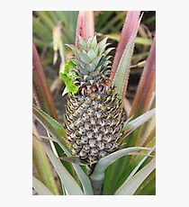 I Love Pineapples Photographic Print