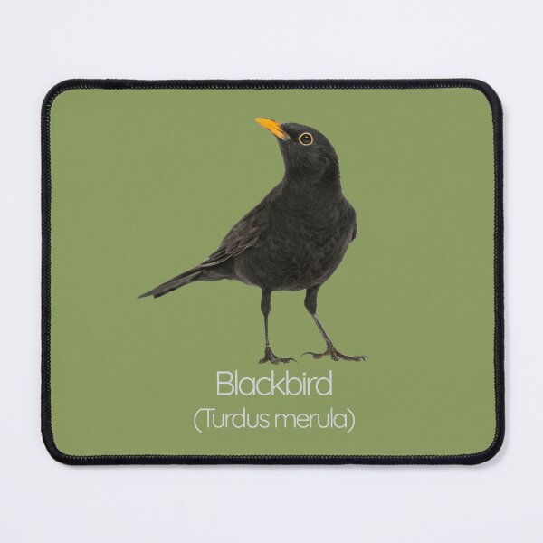 Item preview, Blackbird | The Melodious Songster of British Gardens designed and sold by The Digital Compass.