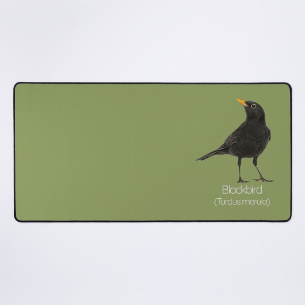 Item preview, Blackbird | The Melodious Songster of British Gardens designed and sold by The Digital Compass.