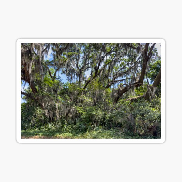Item preview, Spanish Moss in the trees designed and sold by Craig Kauzmann.