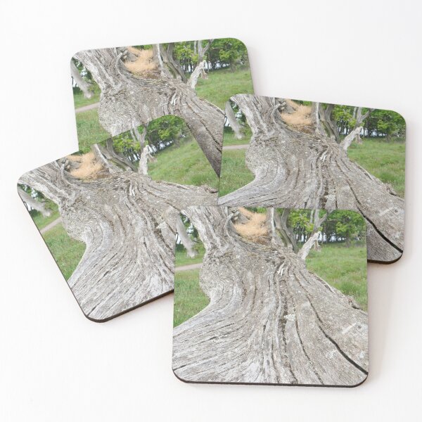 Item preview, Fallen oak tree in Scotland designed and sold by RedSteve.