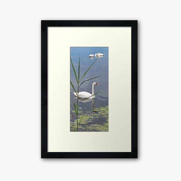 Item preview, Belle photographie de cygne blanc designed and sold by Raineylanes.
