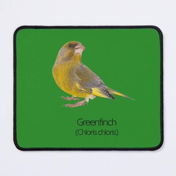 Item preview, Greenfinch | The Vibrant Songbird of British Gardens designed and sold by The Digital Compass.