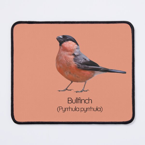 Item preview, Bullfinch | The Striking Songbird of British Woodlands designed and sold by The Digital Compass.