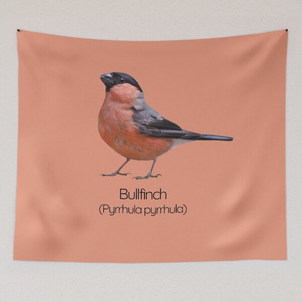Item preview, Bullfinch | The Striking Songbird of British Woodlands designed and sold by The Digital Compass.