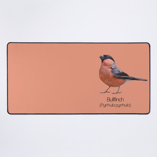 Item preview, Bullfinch | The Striking Songbird of British Woodlands designed and sold by The Digital Compass.