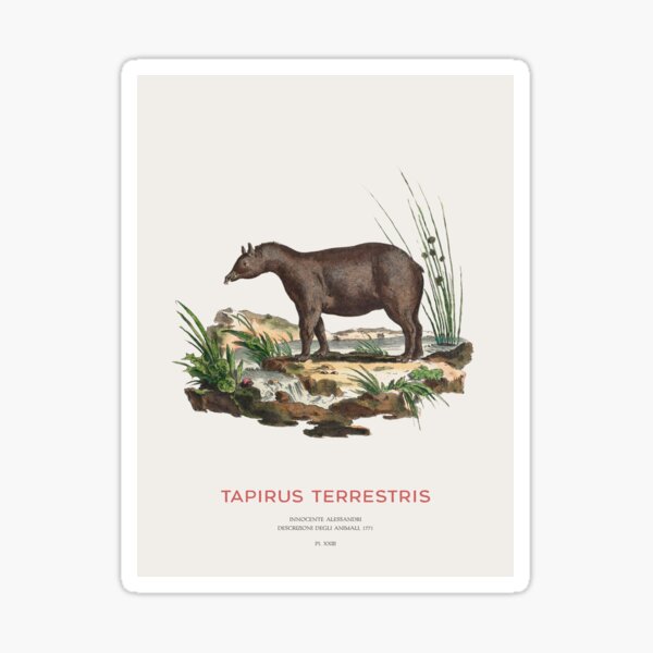Vista previa del artículo con la obra «Cuadro zoológico del tapir sudamericano», diseñado y vendido por Vintagrafica.