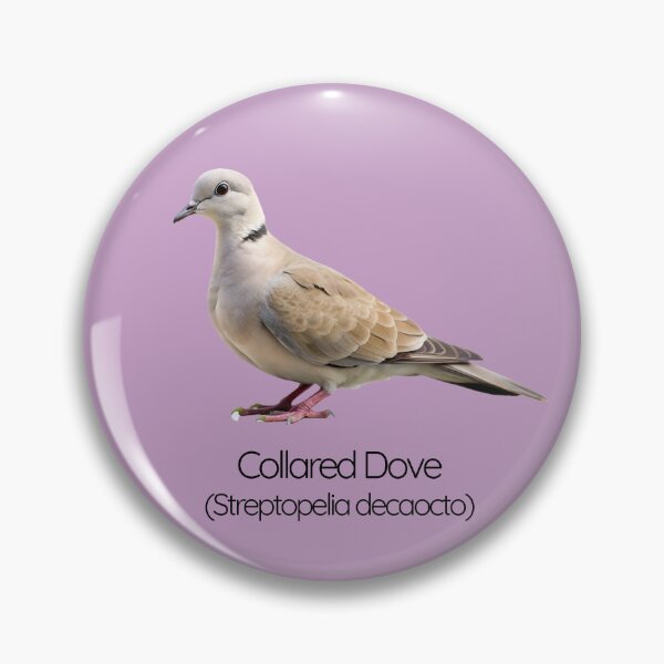 Item preview, Collared Dove | The Gentle Garden Visitor designed and sold by The Digital Compass.