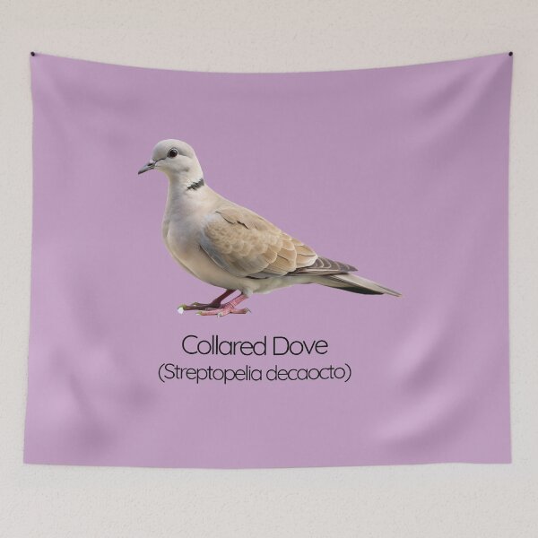 Item preview, Collared Dove | The Gentle Garden Visitor designed and sold by The Digital Compass.