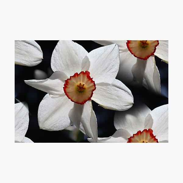Item preview, Backlit Tulips designed and sold by BostonArcImage.