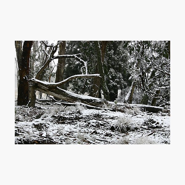 Item preview, NSW Tablelands designed and sold by Rodney Wallbridge.