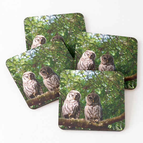 Item preview, Barred Owls Sunday Morning designed and sold by Warren  Thompson.