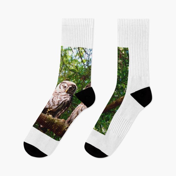 Item preview, Barred Owls Sunday Morning designed and sold by Warren  Thompson.