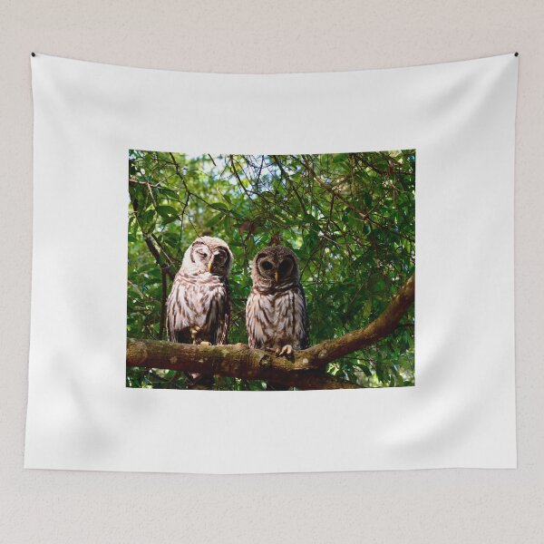 Item preview, Barred Owls Sunday Morning designed and sold by Warren  Thompson.