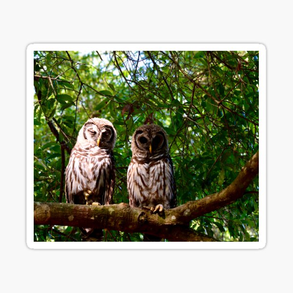 Item preview, Barred Owls Sunday Morning designed and sold by Warren  Thompson.