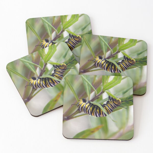 Item preview, Monarch Caterpillar Having Lunch  designed and sold by heatherfriedman.