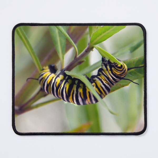 Item preview, Monarch Caterpillar Having Lunch  designed and sold by heatherfriedman.