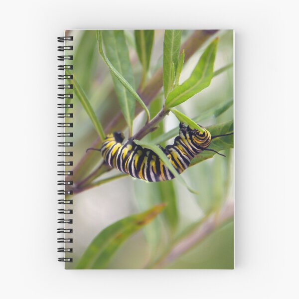Item preview, Monarch Caterpillar Having Lunch  designed and sold by heatherfriedman.