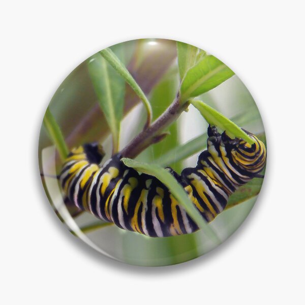 Item preview, Monarch Caterpillar Having Lunch  designed and sold by heatherfriedman.