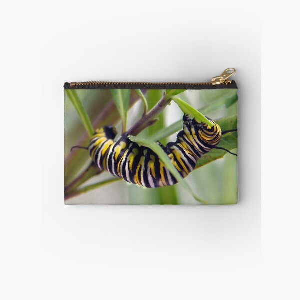 Item preview, Monarch Caterpillar Having Lunch  designed and sold by heatherfriedman.