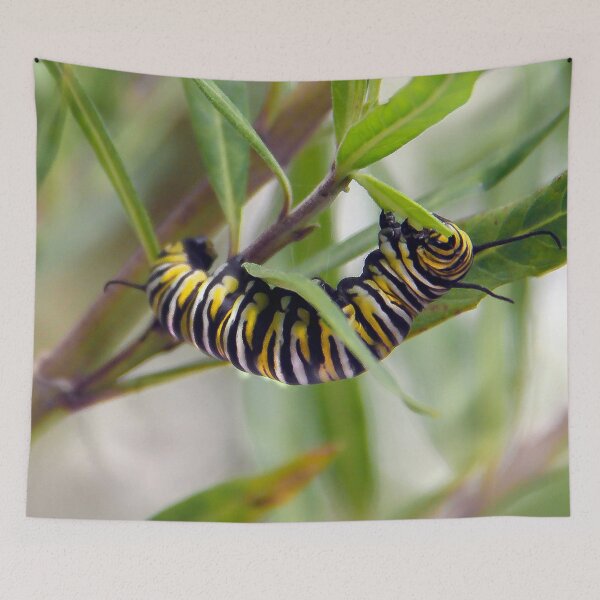 Item preview, Monarch Caterpillar Having Lunch  designed and sold by heatherfriedman.