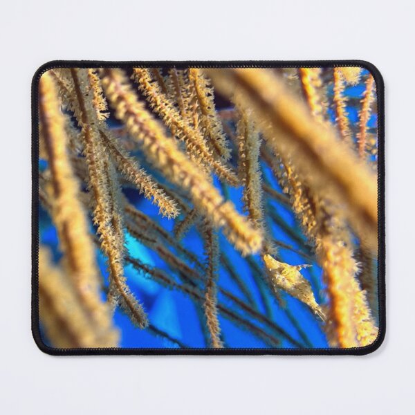 Item preview, Golden Coral Haven: The Baby Filefish designed and sold by SeaLensStudio.