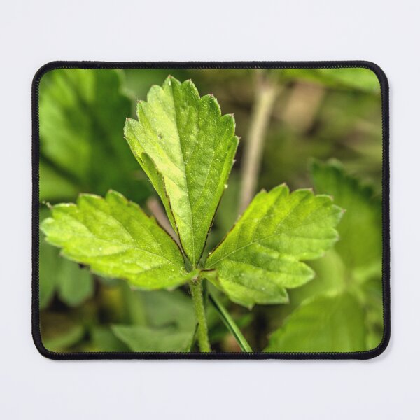 Item preview, Mock Strawberry Leaves designed and sold by WCHGraphics.
